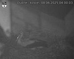 Capi_Dubne_20250608_040003.jpg