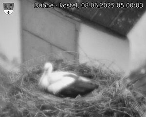 Capi_Dubne_20250608_050003.jpg (1350 x 1080)
