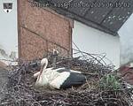 Capi_Dubne_20250608_061502.jpg