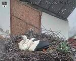 Capi_Dubne_20250608_064502.jpg