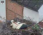 Capi_Dubne_20250608_071004.jpg