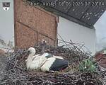 Capi_Dubne_20250608_072004.jpg