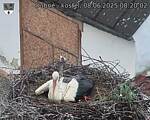 Capi_Dubne_20250608_082002.jpg