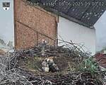Capi_Dubne_20250608_090002.jpg