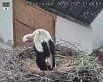 Capi_Dubne_20250608_174002.jpg