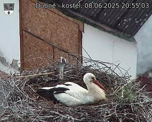 Capi_Dubne_20250608_205503.jpg (1350 x 1080)
