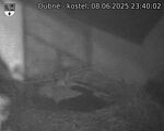 Capi_Dubne_20250608_234002.jpg