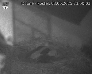 Capi_Dubne_20250608_235003.jpg (1350 x 1080)