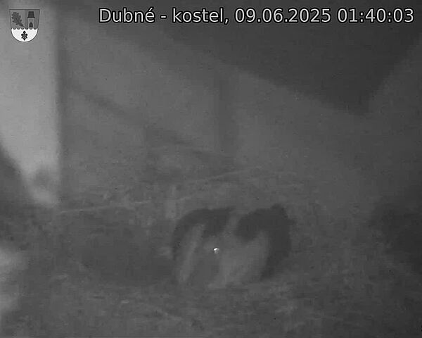 Capi_Dubne_20250609_014003.jpg (1350 x 1080)