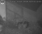 Capi_Dubne_20250609_021003.jpg