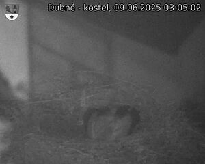 Capi_Dubne_20250609_030502.jpg (1350 x 1080)