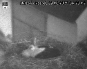 Capi_Dubne_20250609_042002.jpg (1350 x 1080)