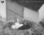 Capi_Dubne_20250609_043003.jpg