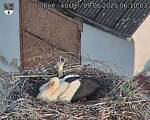 Capi_Dubne_20250609_061003.jpg