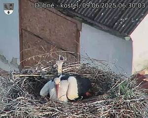 Capi_Dubne_20250609_063003.jpg (1350 x 1080)
