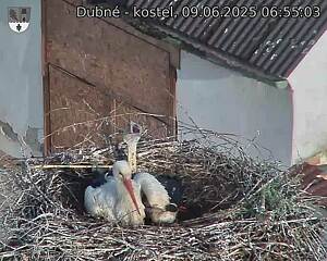 Capi_Dubne_20250609_065503.jpg (1350 x 1080)