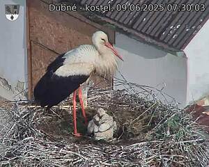 Capi_Dubne_20250609_073003.jpg (1350 x 1080)