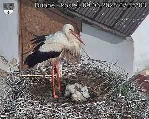 Capi_Dubne_20250609_075503.jpg (1350 x 1080)