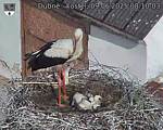 Capi_Dubne_20250609_081003.jpg