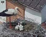 Capi_Dubne_20250609_120503.jpg