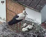Capi_Dubne_20250609_133003.jpg