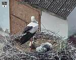Capi_Dubne_20250609_154003.jpg