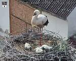 Capi_Dubne_20250609_163003.jpg