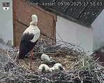 Capi_Dubne_20250609_175003.jpg