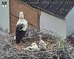Capi_Dubne_20250609_183503.jpg