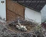 Capi_Dubne_20250609_195503.jpg