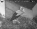 Capi_Dubne_20250609_214003.jpg