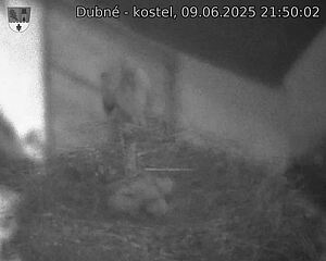 Capi_Dubne_20250609_215002.jpg (1350 x 1080)
