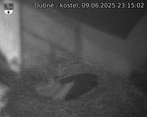 Capi_Dubne_20250609_231502.jpg (1350 x 1080)