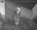 Capi_Dubne_20250610_042002.jpg