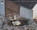 Capi_Dubne_20250610_064003.jpg