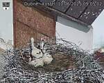 Capi_Dubne_20250610_090502.jpg