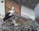Capi_Dubne_20250610_134003.jpg