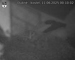 Capi_Dubne_20250611_001002.jpg