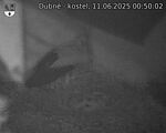 Capi_Dubne_20250611_005002.jpg