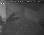 Capi_Dubne_20250611_011502.jpg