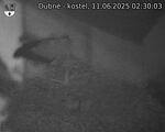 Capi_Dubne_20250611_023003.jpg