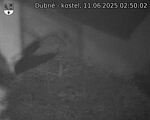 Capi_Dubne_20250611_025002.jpg