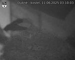 Capi_Dubne_20250611_031003.jpg
