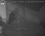 Capi_Dubne_20250611_033503.jpg