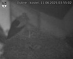 Capi_Dubne_20250611_035502.jpg