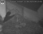 Capi_Dubne_20250611_041502.jpg