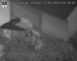 Capi_Dubne_20250611_042002.jpg