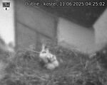 Capi_Dubne_20250611_042502.jpg