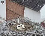 Capi_Dubne_20250611_050003.jpg
