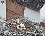 Capi_Dubne_20250611_050503.jpg